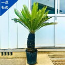 【一点もの】ソテツ 蘇鉄 9号 樹高1.2x0.8m(鉢底から) 幅1.2m 観葉植物 外用 屋外用 ベランダ シンボルツリー 庭木 植木 常緑樹 南国風 鉢植え ベランダ