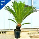 【エントリーで全品P5倍! 9月4日 20:00~11日1:59まで】【一点もの】ソテツ 蘇鉄 9号 樹高1.2x1.0m(鉢底から) 観葉植物 外用 屋外用 ベランダ シンボルツリー 庭木 植木 常緑樹 南国風 鉢植え ベランダ