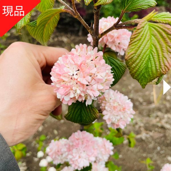 楽天市場】オオデマリ(ガーデニング・農業|花・ガーデン・DIY 楽天市場】オオデマリ(ガーデニング・農業|花・ガーデン・DIY