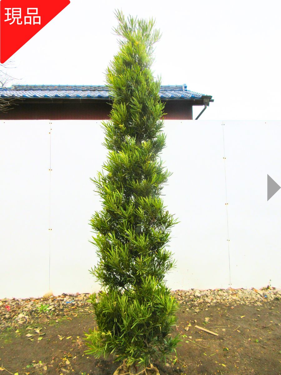 楽天市場】マキ 庭木(植木|ガーデニング・農業):花 楽天市場】マキ 庭木(植木|ガーデニング・農業):花