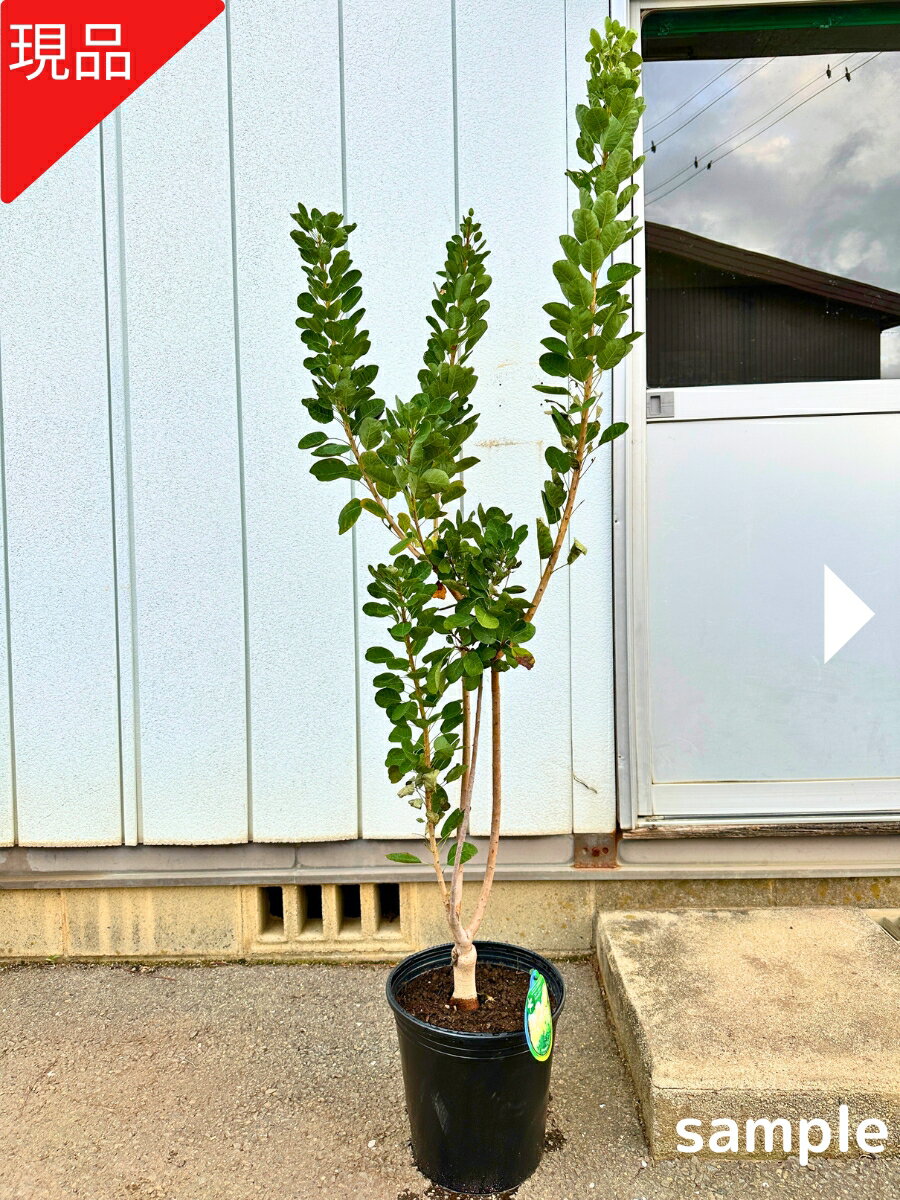 【現品発送】最も花付きのよい品種 スモークツリー ヤングレディー9号 樹高1.5-1.6m(鉢底から) 白花 矮性品種 煙の木 ケムリノキ PVP 登録品種 シンボルツリー 庭木 植木 落葉樹 落葉高木【送料無料】