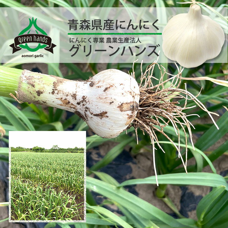 にんにく 青森県産 上級品 M玉 10kg（1kg×10）ホワイト六片 ニンニク 国産 生産者直送 2