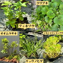 【セット販売】ガーデン セット ナチュラル〜Garden Set Natural〜