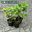 【3個セット】フッキソウ(富貴草) 緑葉タイプ 9cmポット 苗