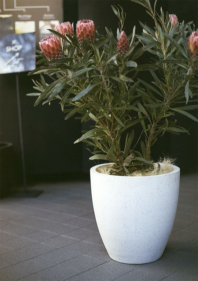 植木鉢・コーテス・ラウンド・30型(10号)(全高30cmtimes;直径30cm)(底穴あり)(セメント/ファイバーグラス/FRP)(プランター/ポット/園芸/ガーデニング)