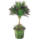 エケベリア 多肉植物 フェイクグリーン おしゃれ 人気 リアル おすすめ インテリアグリーン 人工観葉植物 人工樹木 造花 インテリア オブジェ アートグリーン...