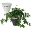 人工観葉植物 全高30cm 鉢付き ハリソン アイビー ヘデラ ヘリックス 西洋キヅタ セイヨウキヅタ 人工樹木 造花 リーフ 葉材 フェイクグリーン インテリアグリーン オブジェ ディスプレイ 装飾