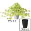 人工観葉植物 全高35cm ライムアイビー ヘデラ ヘリックス 西洋キヅタ セイヨウキヅタ 人工樹木 造花 リーフ フェイクグリーン インテリアグリーン オブジェ ディスプレイ 装飾
