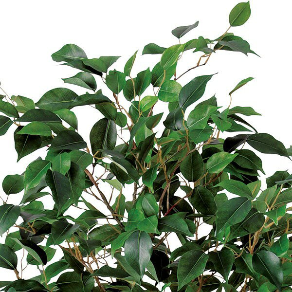 人工観葉植物・ベンジャミンの枝・L・全長115cm(人工樹木/造花/リーフ/葉材/フェイクグリーン)(クラシックベンジャミン)(FSTブランチ)(ディスプレイ/装飾)