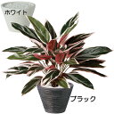 カラテア フェイクグリーン おしゃれ 人気 リアル おすすめ インテリアグリーン 人工観葉植物 造花 樹木 インテリア オブジェ アートグリーン 本物そっくり ...