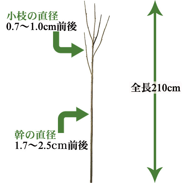 人工観葉植物 人工幹 全長2.1m ワイヤー入り樹脂チューブ合成幹 造花 人工樹木 枝もの 人工枝 FST フリースタイルトランク ディスプレイ 装飾