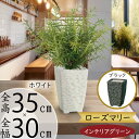 フェイクグリーン ローズマリー ハーブ 観葉植物 おしゃれ 人気 リアル インテリアグリーン 人工観葉植物 造花 人工樹木 インテリア オブジェ アートグリーン...