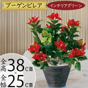 造花 ブーゲンビレア ブーゲンビリア おしゃれ 人気 おすすめ リアル フェイクグリーン インテリアグリーン 観葉植物 花 緑 人工観葉 人工樹木 鉢付き 本物...