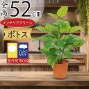 フェイクグリーン 屋外用 屋外対応 おしゃれ 人気 リアル インテリアグリーン 観葉植物 人工観葉植物 人工樹木 緑 造花 アートグリーン お洒落 インテリア ...