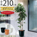 フェイクグリーン 大型 おしゃれ 菩提樹 観葉植物 インテリアグリーン リアル 人気 おすすめ インテリア 造花 アートグリーン ボダイジュ 人工観葉植物 人工...