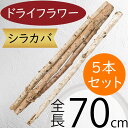 枝物 ドライフラワー おしゃれ 人気 大型 白樺 シラカバ 天然素材 自然素材 枝もの ブランチ おすすめ インテリアグリーン 観葉植物 インテリア 家具 フラ...