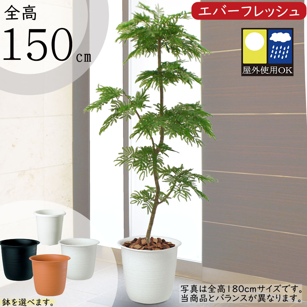 【フェイクグリーン】【屋外対応】おしゃれ 観葉植物 大型 全高150cm インテリアグリーン 造花 アートグリーン 人工観葉植物 人工樹木 エバーフレッシュ エバーグリーン ねむの木 ネムノキ 緑 …