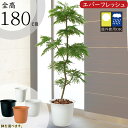 【フェイクグリーン】【屋外対応】おしゃれ 観葉植物 大型 全高180cm 特大 インテリアグリーン 造花 アートグリーン 人工観葉植物 人工..