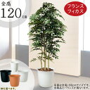 フェイクグリーン おしゃれ 人気 ベンジャミン フィカス ベンジャミナ インテリアグリーン 観葉植物 人工観葉植物 造花 人工樹木 緑 アートグリーン インテリ...