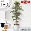 もみじ モミジ フェイクグリーン 大型 おしゃれ 人気 リアル インテリアグリーン 人工観葉植物 人工樹木 観葉植物 造花 アートグリーン アートプランツ イン...