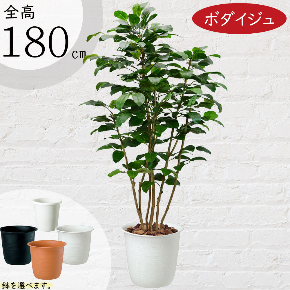 楽天グリーンランド【フェイクグリーン】おしゃれ 観葉植物 大型 インテリアグリーン 全高180cm リアル 人気 おすすめ 特大 大きい 大きめ インテリア 造花 アートグリーン 菩提樹 ボダイジュ 人工観葉植物 人工樹木 ナチュラル オブジェ 鉢付き 新築祝い 引越し祝い 開店祝い 開業祝い ギフト