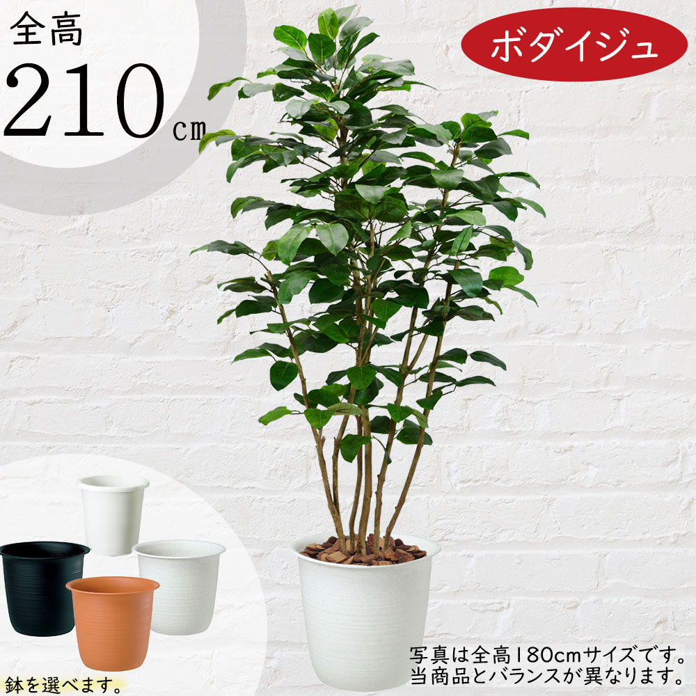 【フェイクグリーン】おしゃれ 観葉植物 大型 インテリアグリーン 全高210cm リアル 人気 おすすめ 特大 大きい 大きめ インテリア 造花 アートグリーン 菩提樹 ボダイジュ 人工観葉植物 人工樹木 ナチュラル オブジェ 鉢付き 新築祝い 引越し祝い 開店祝い 開業祝い ギフト