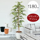 フェイクグリーン 大型 おしゃれ 人気 リアル インテリアグリーン 観葉植物 人工観葉植物 人工樹木 造花 インテリア オブジェ アートグリーン ディスプレイ ...