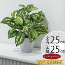 フェイクグリーン 人気 観葉植物 おしゃれ インテリアグリーン ピレアカディエレイミ 斑入り インテリア 家具 造花 人工観葉植物 人工樹木 アートグリーン ア...