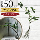 ガジュマル フェイクグリーン おしゃれ 人気 インテリアグリーン リアル 人工観葉植物 人工樹木 アートプランツ オブジェ 造花 アートグリーン フラワーアレン...