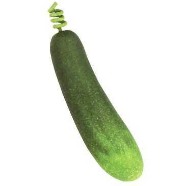 【食品サンプル】ズッキーニ・全長18cm・6本セット(野菜)(フェイクフード/食品模型/オブジェ/アートフード)(ディスプレイ/アレンジ/装飾/花材)