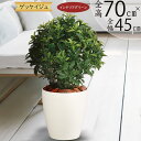 フェイクグリーン おしゃれ 人気 リアル インテリアグリーン ローレル 月桂樹 観葉植物 人工観葉植物 造花 アートグリーン 人工樹木 鉢物 お洒落 インテリア...