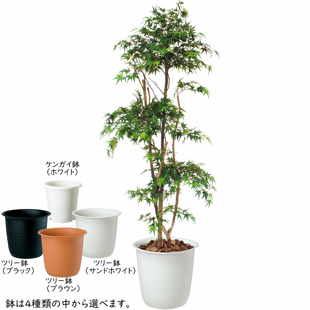 【フェイクグリーン】観葉植物 おしゃれ 大型 全高1.8m インテリア 人工観葉植物 人工樹木 造花 アートグリーン もみじ 青モミジ カエデ モミジ 山もみじ 紅葉 植物 リアル 人気 おすすめ 高品質 室内 屋内 フロア 空間デザイン オブジェ 新築祝い 引越し祝い 開店祝い 贈答 2