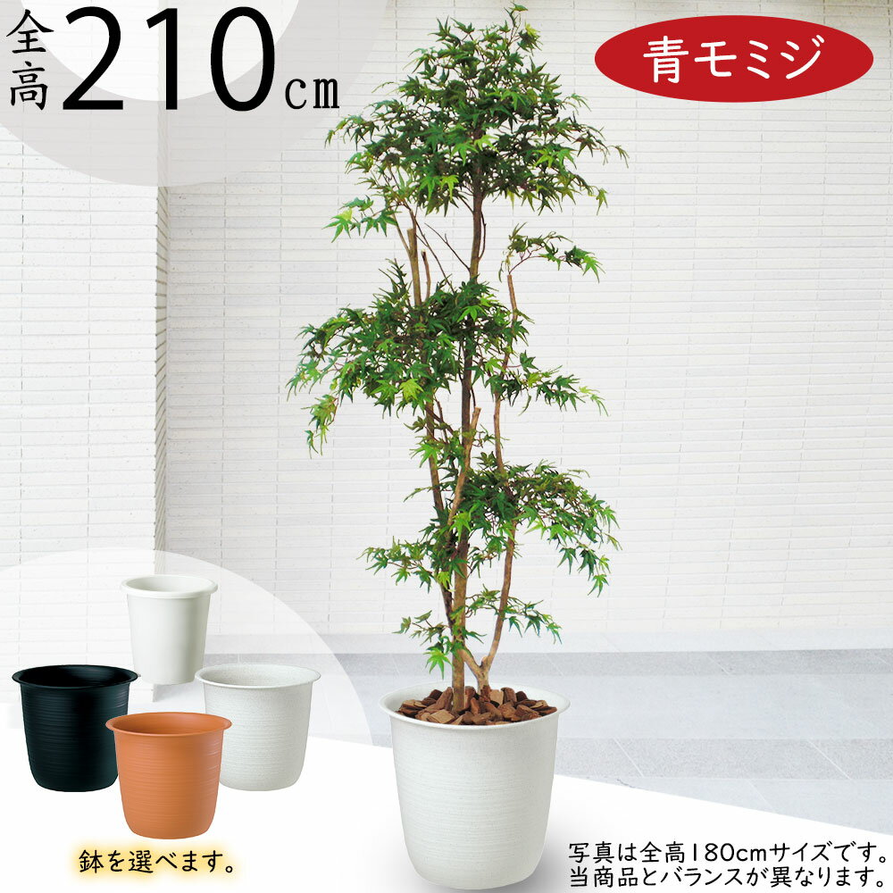 【フェイクグリーン】観葉植物 おしゃれ 大型 全高2.1m 特大 インテリア 人工観葉植物 人工樹木 造花 アートグリーン もみじ 青モミジ カエデ モミジ 山もみじ 紅葉 リアル 人気 おすすめ 高品質 室内 屋内 フロア 空間デザイン オブジェ 新築祝い 引越し祝い 開店祝い 贈答