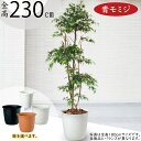 【フェイクグリーン】観葉植物 おしゃれ 大型 全高2.3m 特大 インテリア 人工観葉植物 人工樹木 造花 アートグリーン もみじ 青モミジ カエデ モミジ 山もみじ 紅葉 リアル 人気 おすすめ 高品質 室内 屋内 フロア 空間デザイン オブジェ 新築祝い 引越し祝い 開店祝い 贈答