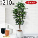 もみじ モミジ フェイクグリーン 大型 おしゃれ 人気 リアル インテリアグリーン 人工観葉植物 人工樹木 観葉植物 造花 アートグリーン アートプランツ イン...