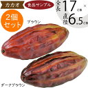 楽天グリーンランド【食品サンプル】カカオ豆 カカオの樹 ココアの樹 チョコレート カカオ原料 リアル フェイクフード 果物 フルーツ 造花 全長17cm 2個セット 人気 おすすめ 好評 アレンジメント ディスプレイ 装飾 模型 陳列 店内 飲食店 メニューサンプル 小物 雑貨 インテリア 本物そっくり