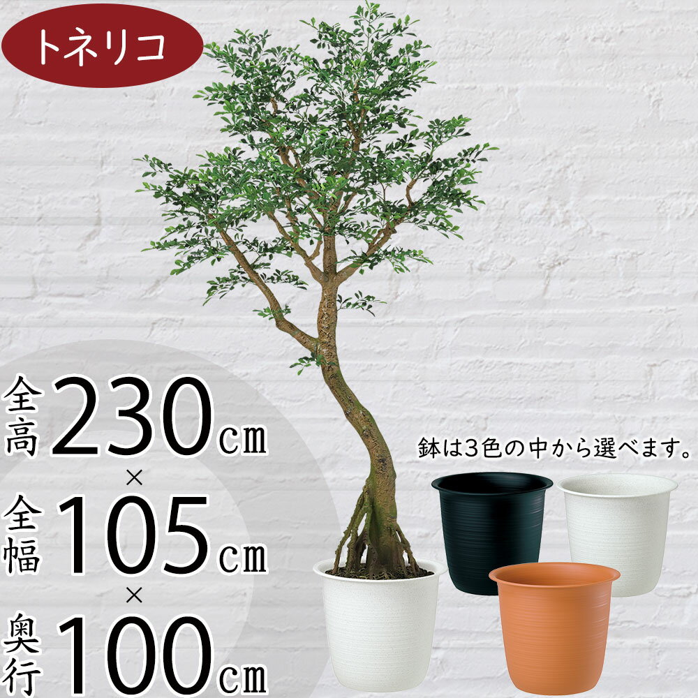 【フェイクグリーン】【法人様専用】大型 特大 観葉植物 おしゃれ インテリアグリーン 全高230cm コアッド 大きい 大きめ 人工観葉植物 人工樹木 トネリコ ゴールデンリーフ シマトネリコ リアル おすすめ 人気 インテリア 造花 アートグリーン オブジェ ナチュラル 大空間