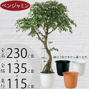 【フェイクグリーン】大型 特大 観葉植物 おしゃれ インテリアグリーン 全高230cm コアッド 大きい 人工観葉植物 人工樹木 ベンジャミン フィカス ベンジャミナ リアル おすすめ 人気 インテリア 造花 アートグリーン オブジェ ナチュラル 大空間 イベント ディスプレイ 室内