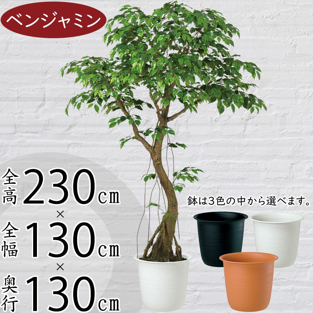 【フェイクグリーン】大型 特大 観葉植物 おしゃれ インテリアグリーン 全高230cm コアッド 大きい 人工観葉植物 人工樹木 ベンジャミン フィカス ベンジャミナ リアル おすすめ 人気 インテリア 造花 アートグリーン オブジェ ナチュラル 大空間 イベント ディスプレイ 室内