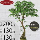 【フェイクグリーン】大型 特大 観葉植物 おしゃれ インテリアグリーン 全高200cm コアッド 大きい 人工観葉植物 人工樹木 ベンジャミン フィカス ベンジャミナ リアル おすすめ 人気 インテリア 造花 アートグリーン オブジェ ナチュラル 大空間 イベント ディスプレイ 室内