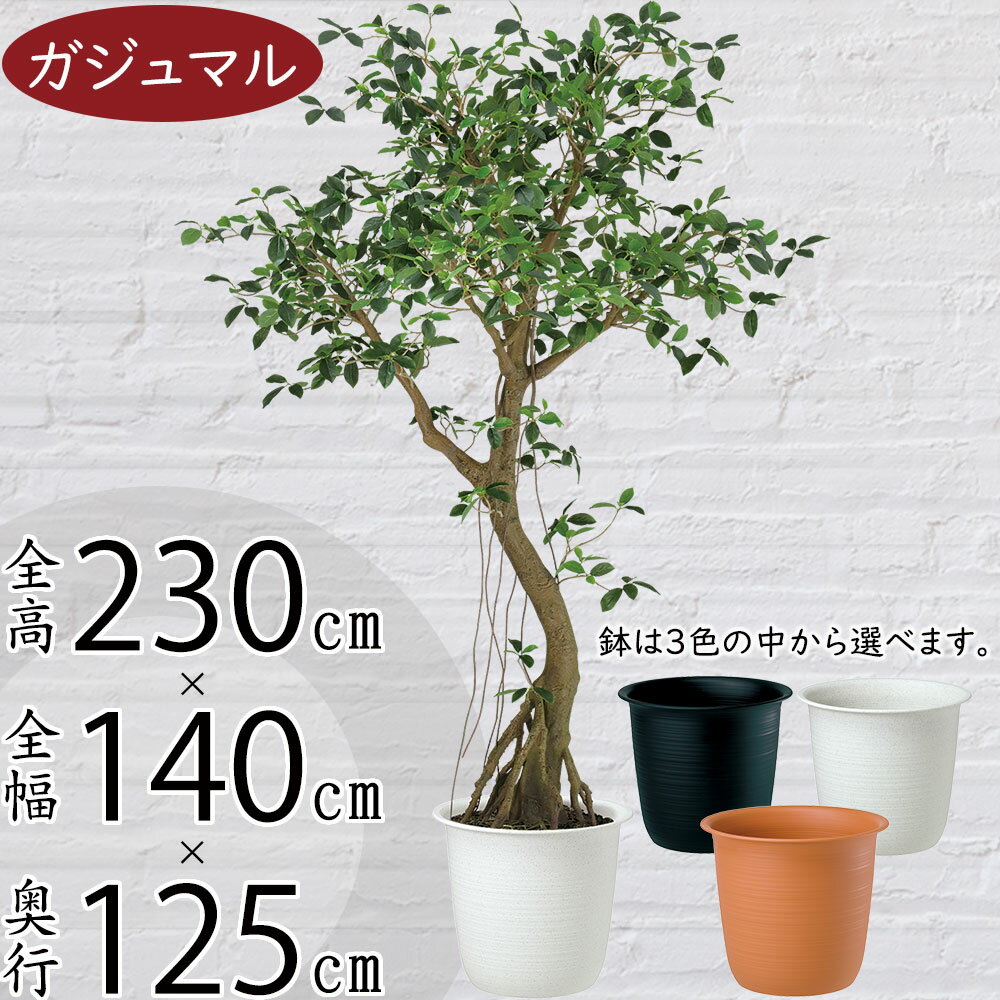 人工観葉植物 ベンガルボダイジュ FST 150cm 高さ150cm （P208-dt99116) （代引き不可） インテリアグリーン フェイクグリーン