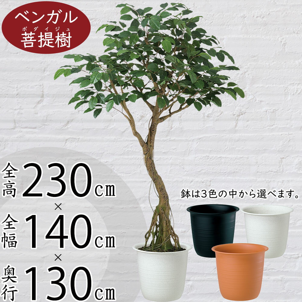 楽天市場】フェイクグリーン(種類(植物)ベンガルボダイジュ 楽天市場】フェイクグリーン(種類(植物)ベンガルボダイジュ