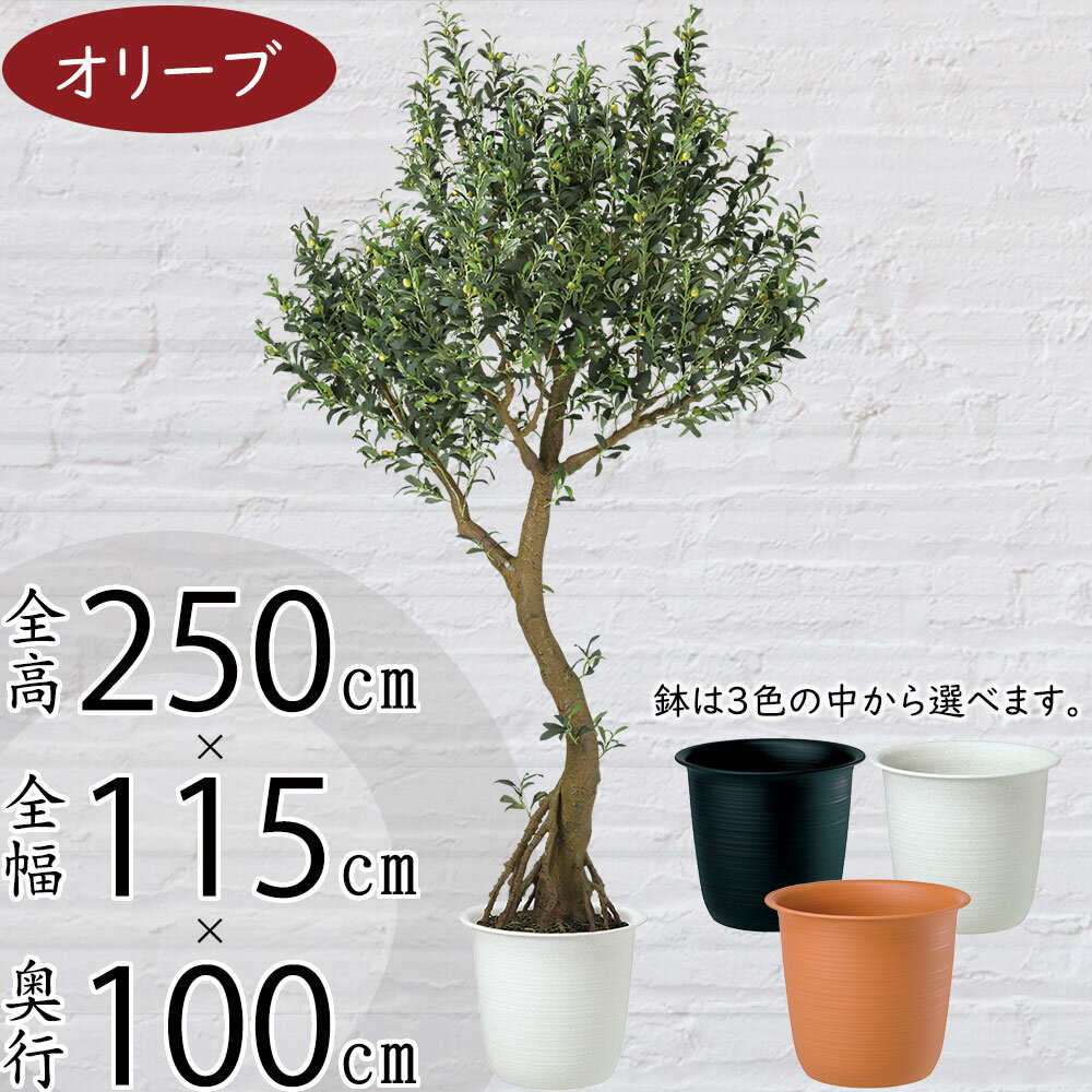 【フェイクグリーン】【法人専用】おしゃれ 人気 おすすめ 大型 特大 リアル 観葉植物 オリーブの木 オリーブの実 インテリアグリーン 全高250cm 鉢付き コアッド 大きい 人工観葉植物 人工樹木 造花 アートグリーン インテリア オブジェ イベント ディスプレイ ギフト 上質