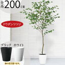 ドウダンツツジ おしゃれ フェイクグリーン 大型 人気 インテリアグリーン 人工観葉植物 人工樹木 観葉植物 アートプランツ アートグリーン インテリア オブジ...