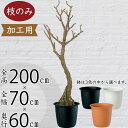 フェイクグリーン 大型 おしゃれ インテリアグリーン リアル 人気 人工観葉植物 造花 観葉植物 アートグリーン 人工樹木 店舗 ショップ 商業施設 大空間 デ...
