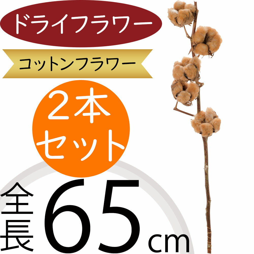 ドライフラワー コットンフラワー テディベア 実付き おしゃれ 人気 天然素材 自然素材 ドライ素材 枝..