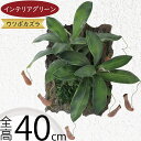 フェイクグリーン ウツボカズラ 食虫植物 おしゃれ 人気 リアル おすすめ インテリアグリーン 人工観葉植物 人工樹木 オブジェ 造花 インテリア アートグリー...