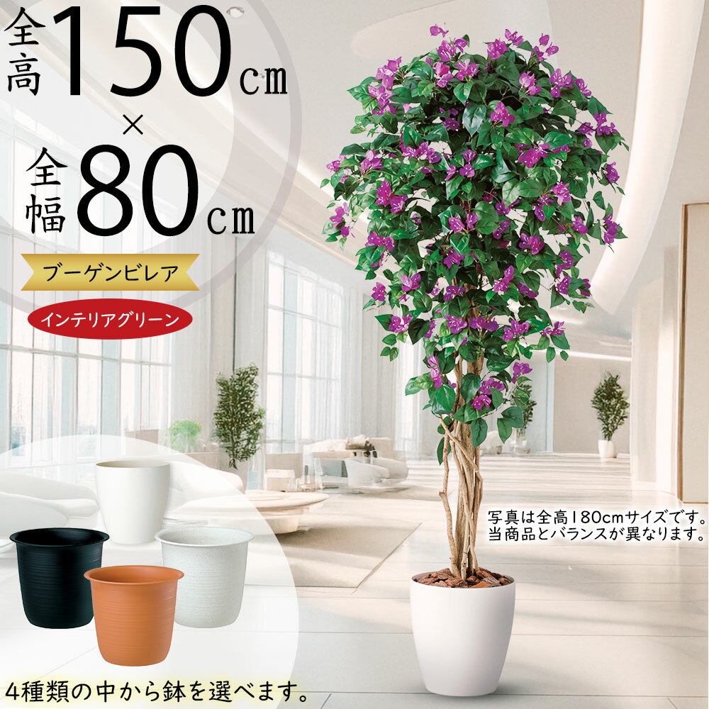 楽天市場】ブーゲンビリア 8号の通販 楽天市場】ブーゲンビリア 8号の通販
