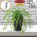 フェイクグリーン 多肉植物 おしゃれ 人気 リアル おすすめ リプサリス サボテン 小型 小さい 小さめ インテリアグリーン 人工観葉植物 人工樹木 造花 アー...