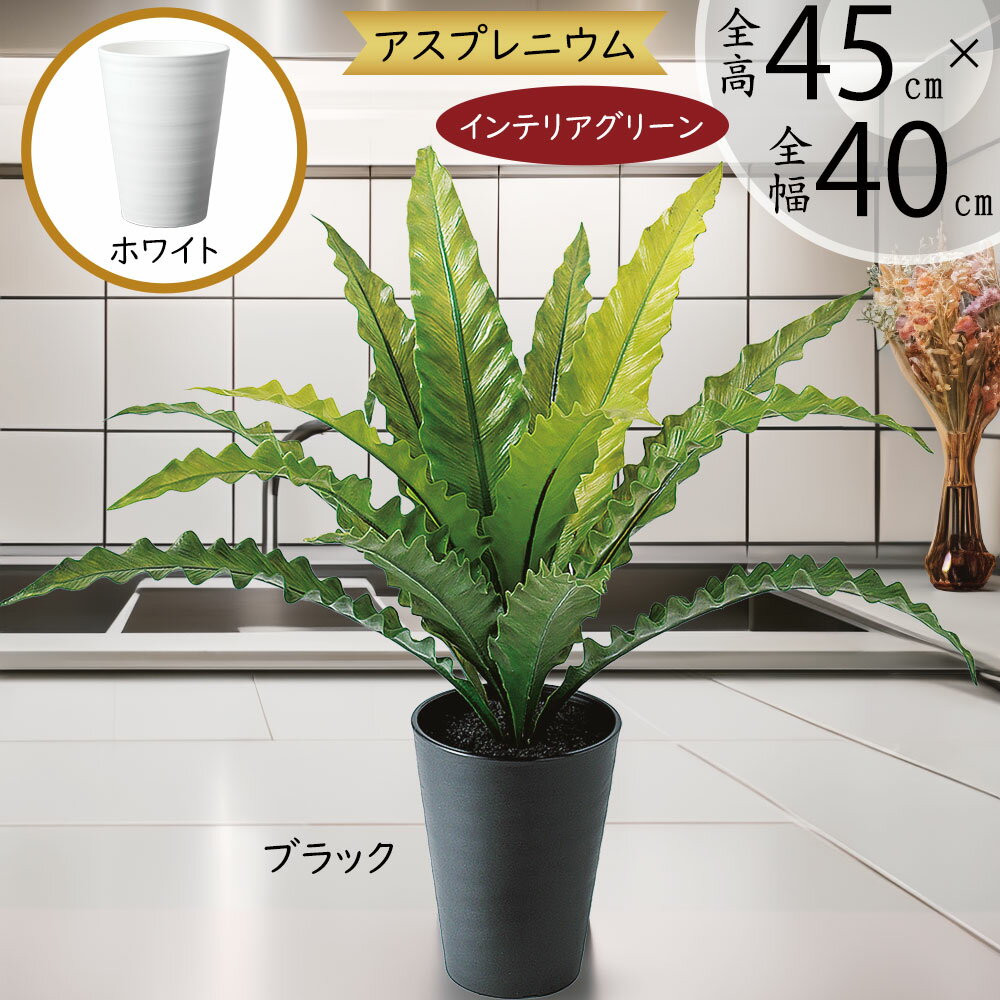 楽天市場】タニワタリ 植物の通販 楽天市場】タニワタリ 植物の通販